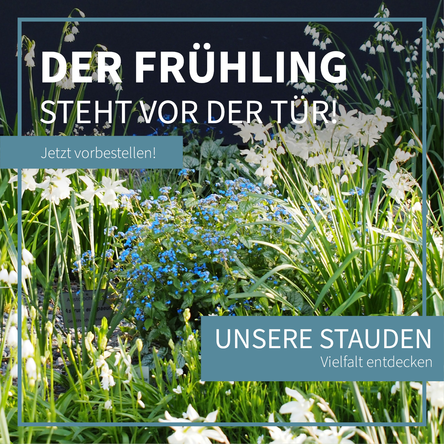 Der Frühlng steht vor der Tür! Unsere Staudenvielfalt entdecken. Jetzt vorbestellen!